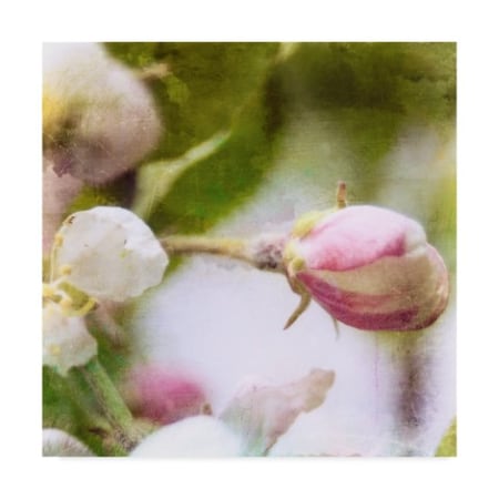 Open Journey 'Apple Blossom I' Canvas Art,24x24